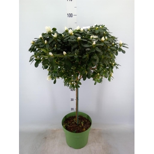 Rhododendron sim. 'Mont Blanc'