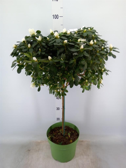 <h4>Rhododendron sim. 'Mont Blanc'</h4>