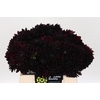 Dahlia Black Destiny