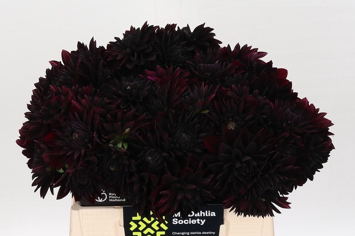 <h4>Dahlia Black Destiny</h4>