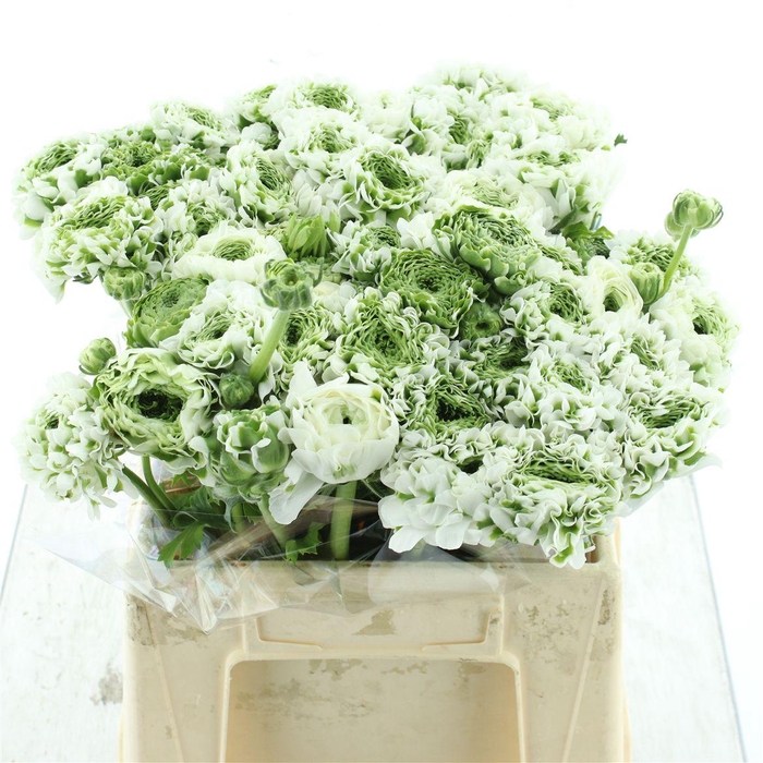 <h4>Ran Ponpon Igloo Green White</h4>
