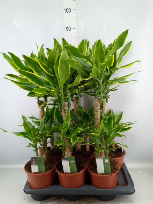 <h4>Dracaena frag. 'Golden Coast'</h4>