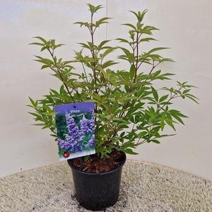 Vitex agnus-castus