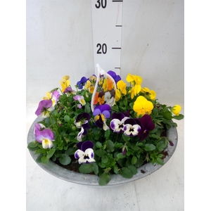 Viola corn.   ...mix