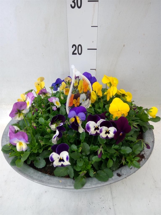 <h4>Viola corn.   ...mix</h4>