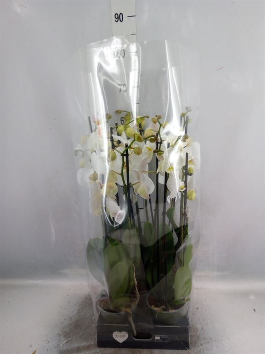 <h4>Phalaenopsis   ...white</h4>