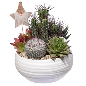 COMPOSITION CACTUS AND SUCCULENTS IN HANDMADE CERAMIC POT Ø 24 WITH CHRISTMAS DECORATIONS- CARDBOARD BOX 24X24 CM