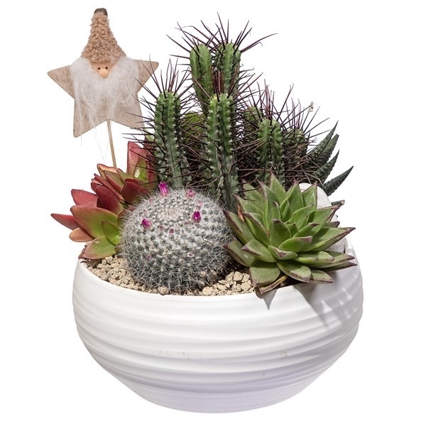 <h4>COMPOSITION CACTUS AND SUCCULENTS IN HANDMADE CERAMIC POT Ø 24 WITH CHRISTMAS DECORATIONS- CARDBOARD BOX 24X24 CM</h4>