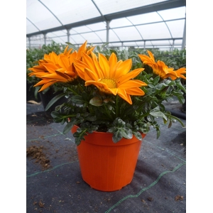Gazania gemengd