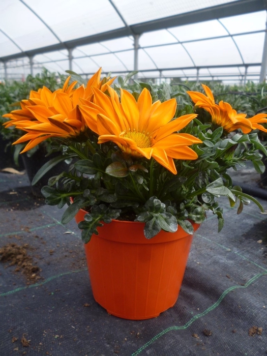 <h4>Gazania gemengd</h4>