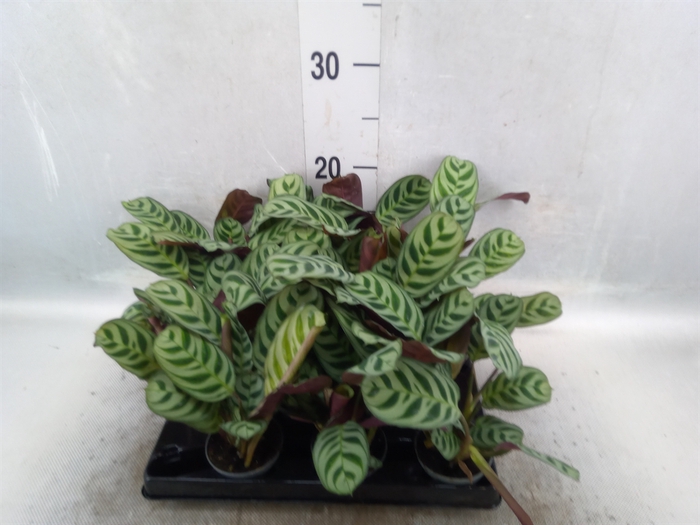 <h4>Maranta leuc.   ...</h4>