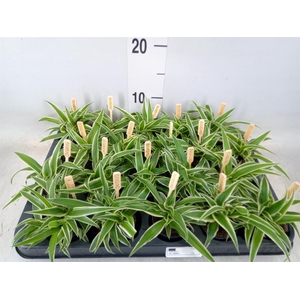 Chlorophytum com. 'Ocean'