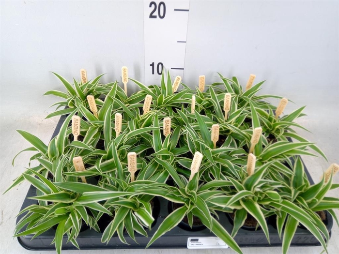 <h4>Chlorophytum com. 'Ocean'</h4>