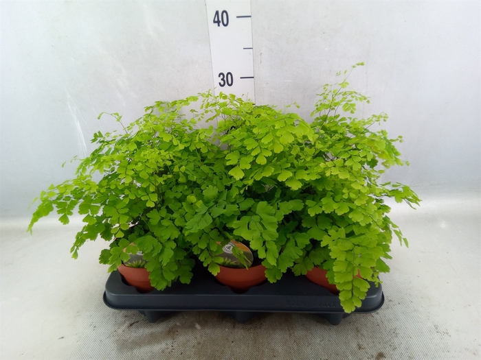 <h4>Adiantum raddi. 'Fragrans'</h4>