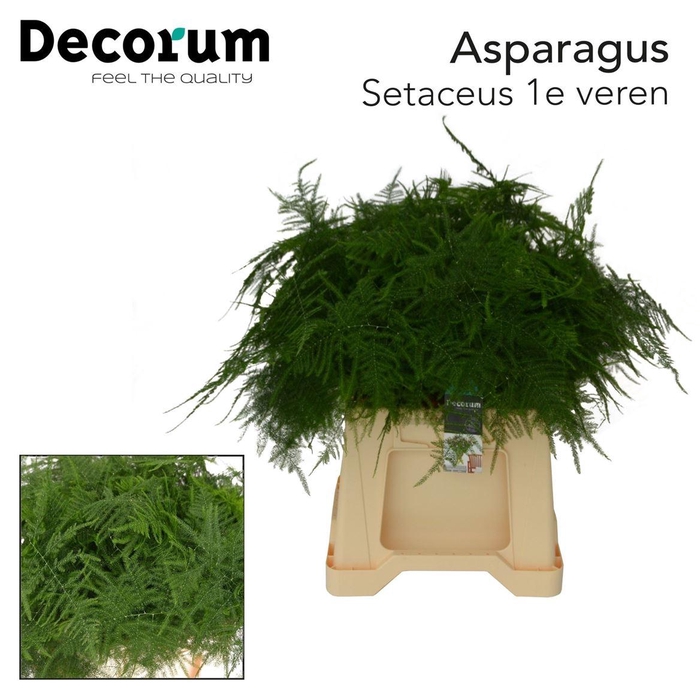 <h4>Asparagus Setac 1e Veren</h4>