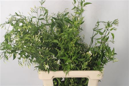 <h4>Jasmijnranken Per Bunch</h4>