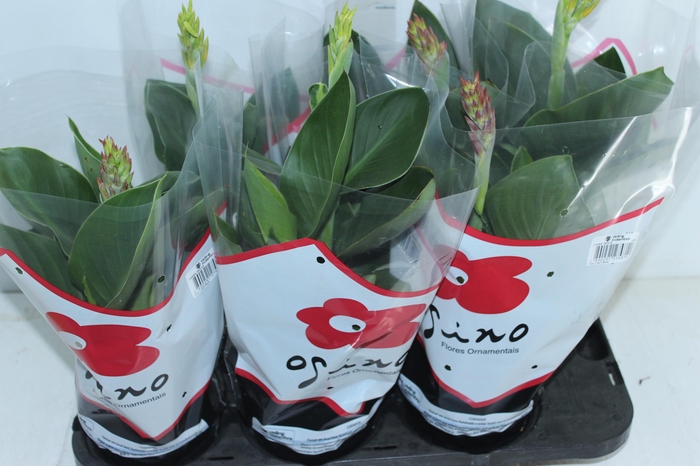 <h4>CANNA INDICA P15</h4>