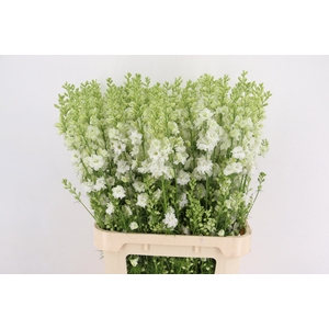 CONS R Q WHITE 090CM