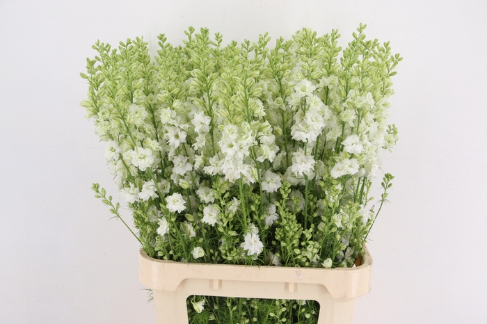<h4>CONS R Q WHITE 090CM</h4>
