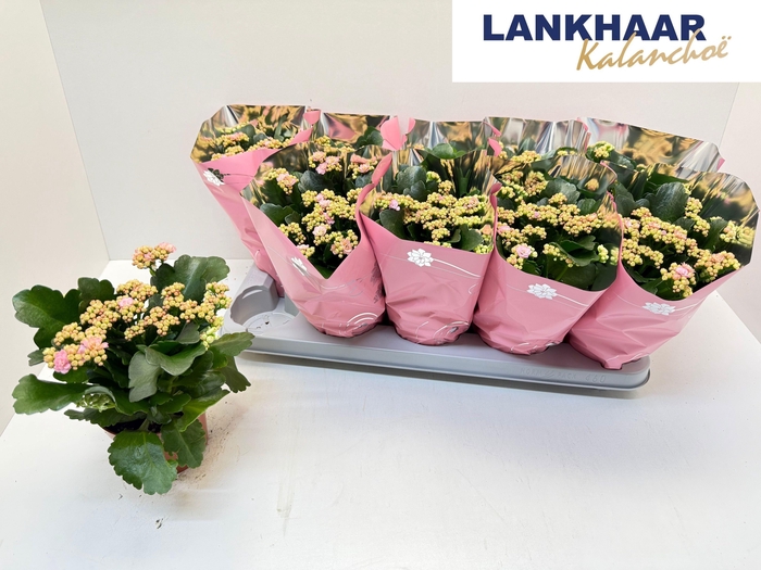 <h4>KAL GE PERFECTA PINK</h4>