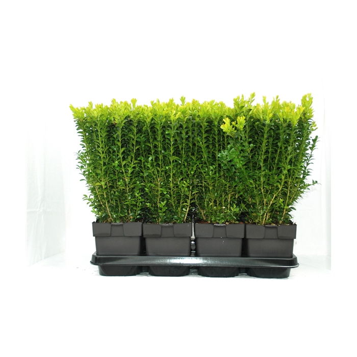 <h4>Buxus sempervirens P17</h4>