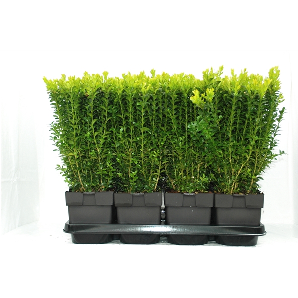 <h4>Buxus sempervirens P17</h4>