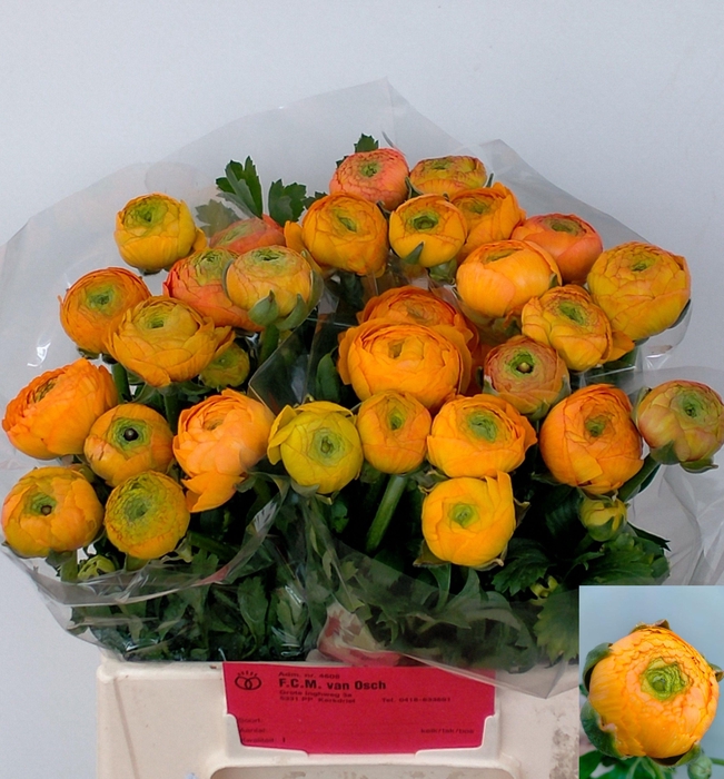 <h4>RAN EL ORANGE</h4>