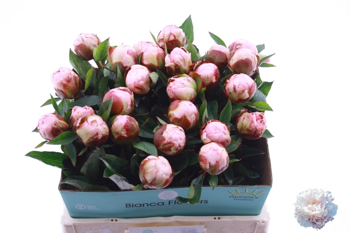 <h4>PAEO L GARDENIA</h4>