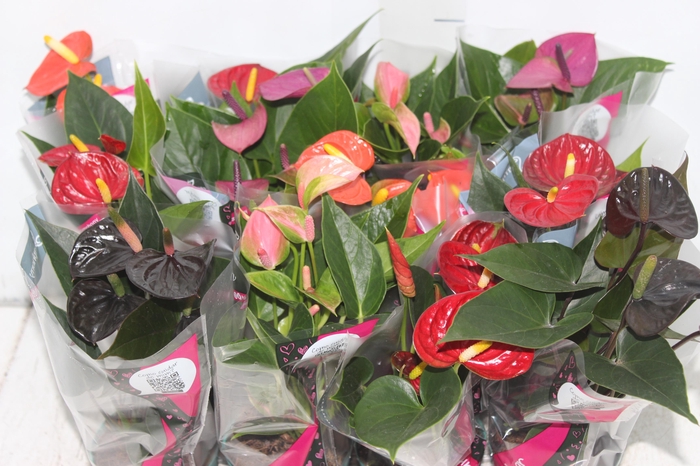 <h4>ANTHURIUM VARIADO P09</h4>