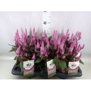 Celosia arg. SP 'Wild Pink'