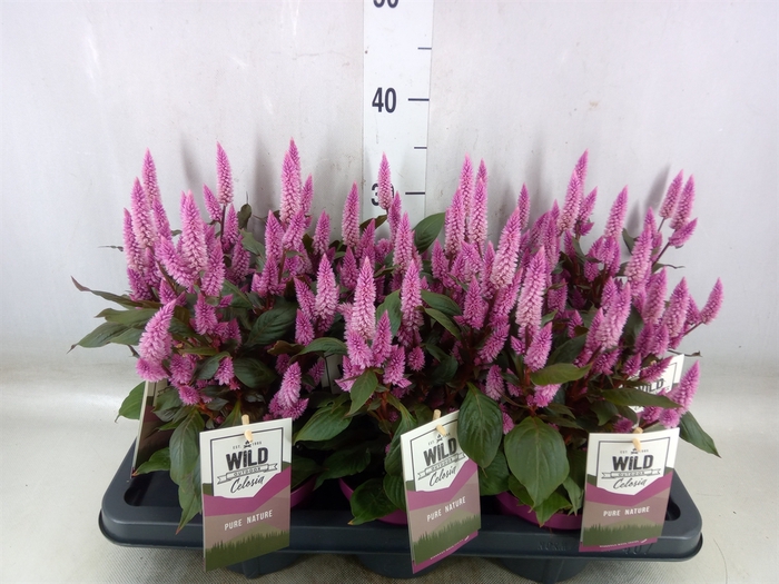 <h4>Celosia arg. SP 'Wild Pink'</h4>