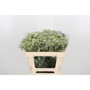 Astr Billion Star Xl