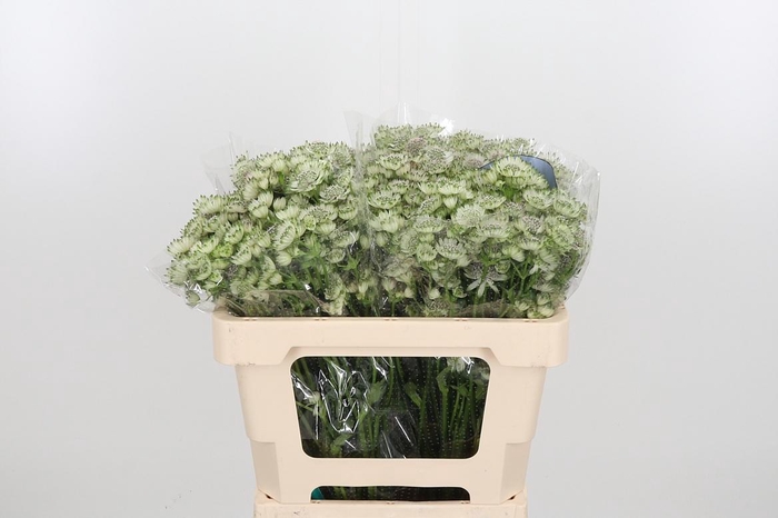 <h4>Astr Billion Star Xl</h4>