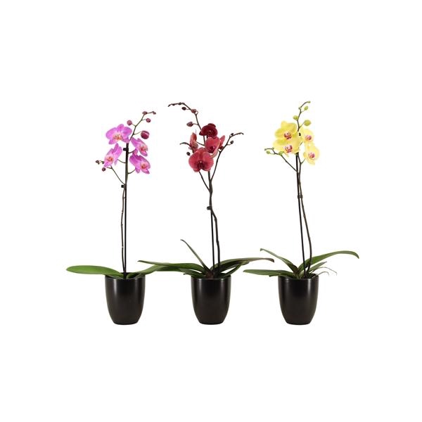 <h4>Hugo Black Phal Mix 1T Vertakt</h4>