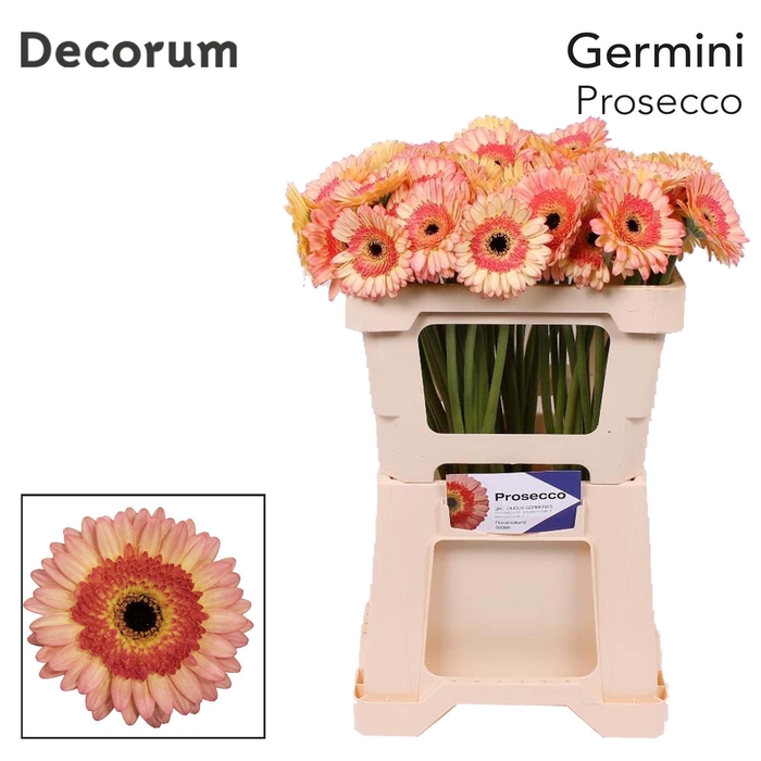 <h4>Ge Mi Prosecco</h4>