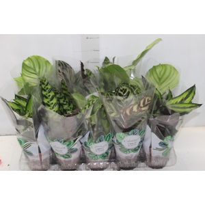 CALATHEA P12 VARIADO