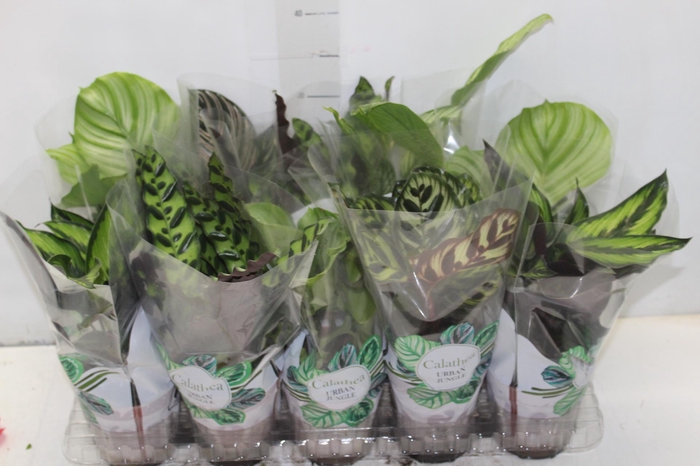 <h4>CALATHEA P12 VARIADO</h4>