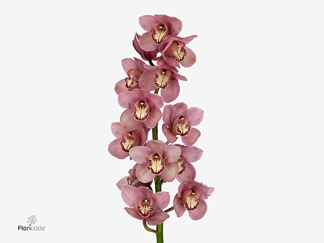 CYMB T MYS PINK BLOS