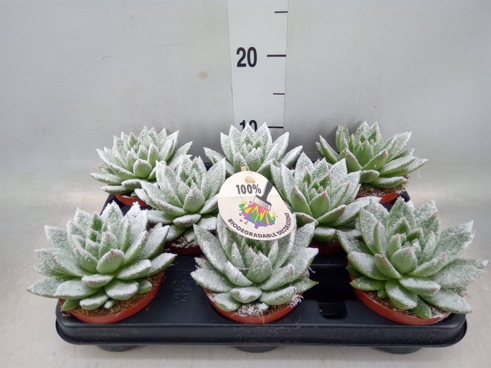 <h4>Echeveria  'Miranda'</h4>