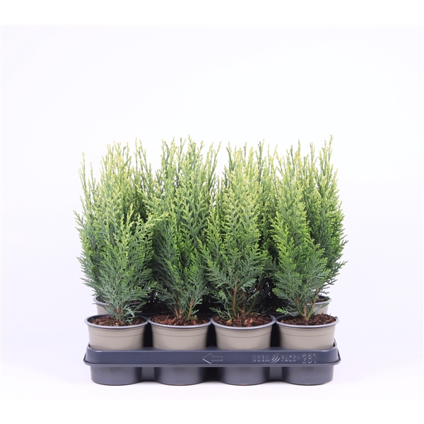 <h4>Chamaecyparis lawsoniana 'White Spot'</h4>