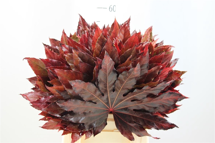 <h4>Aralia Rood Abs Opgetrokken</h4>