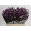 Limonium ov Piuma Sky