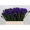 Limonium Navy Sun Birds