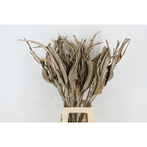 DF Strelitzia Leaf Natural