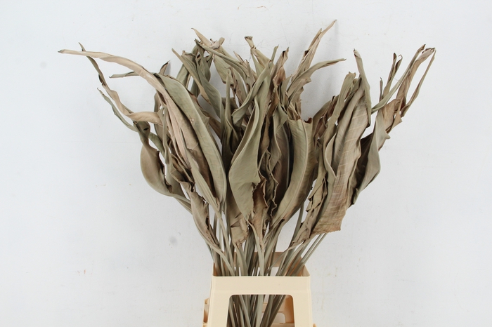 <h4>DF Strelitzia Leaf Natural</h4>