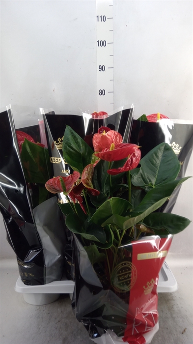 <h4>Anthurium andr. 'Madural'</h4>