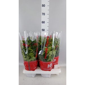 Aeschynanthus  'Caro Improved'