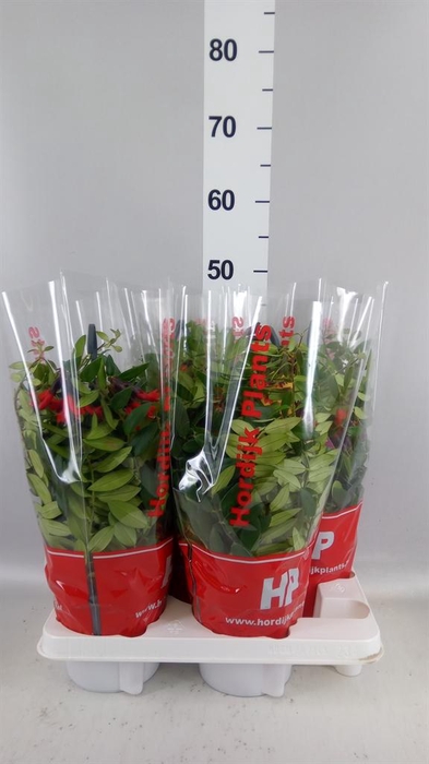 <h4>Aeschynanthus  'Caro Improved'</h4>