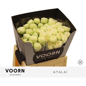 R Tr Ayala Voorn Seasons