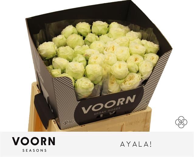 <h4>R Tr Ayala Voorn Seasons</h4>